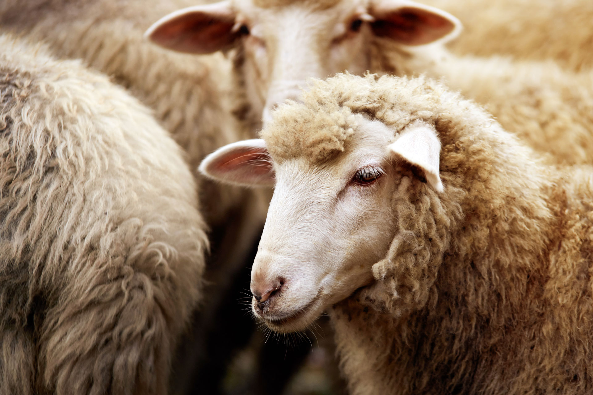 Sheep on the Carneddau