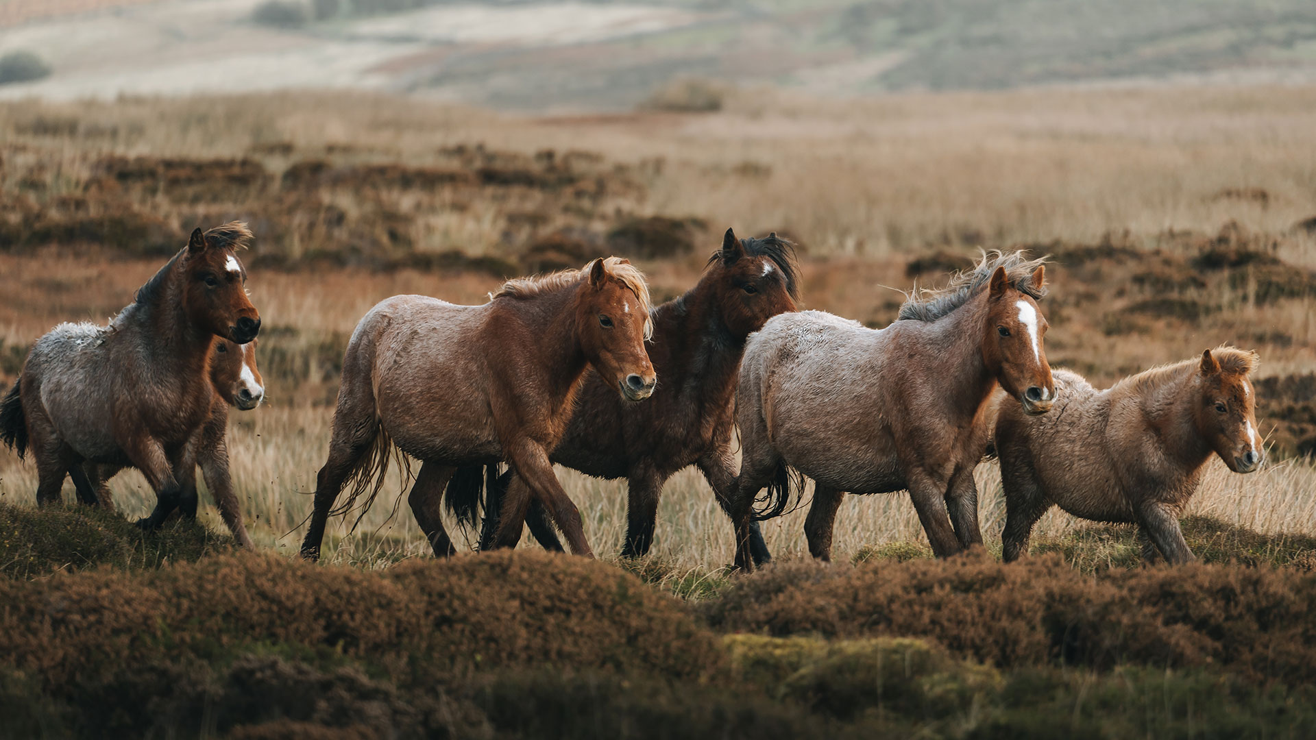 Carneddau Mountain Ponies during the annual gathering