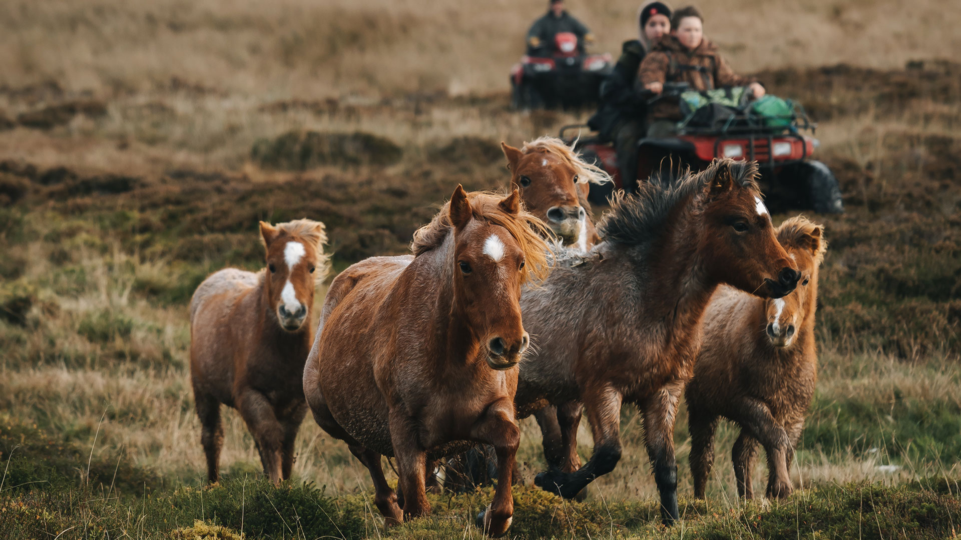 Carneddau Mountain Ponies being herded by local farmers