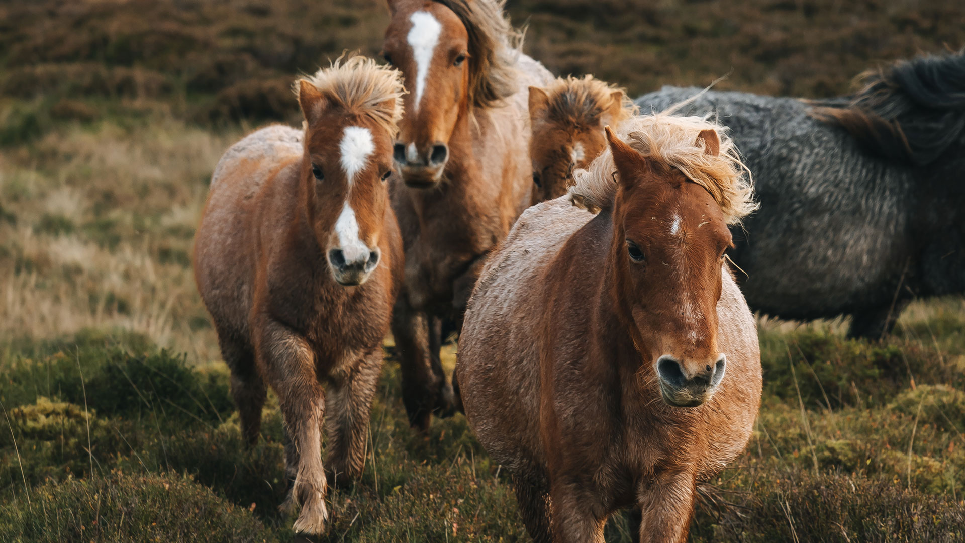 Carneddau Mountain Ponies being brought down off the hills for an annual vet check and inspection