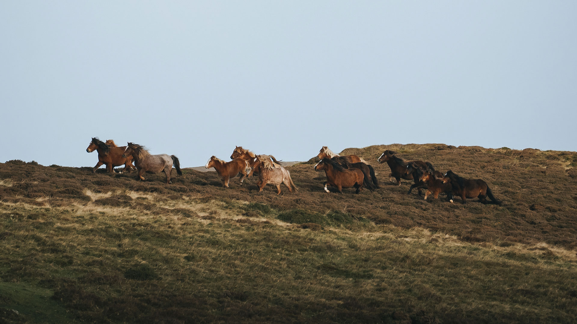 small herd of Carneddau Mountain Ponies