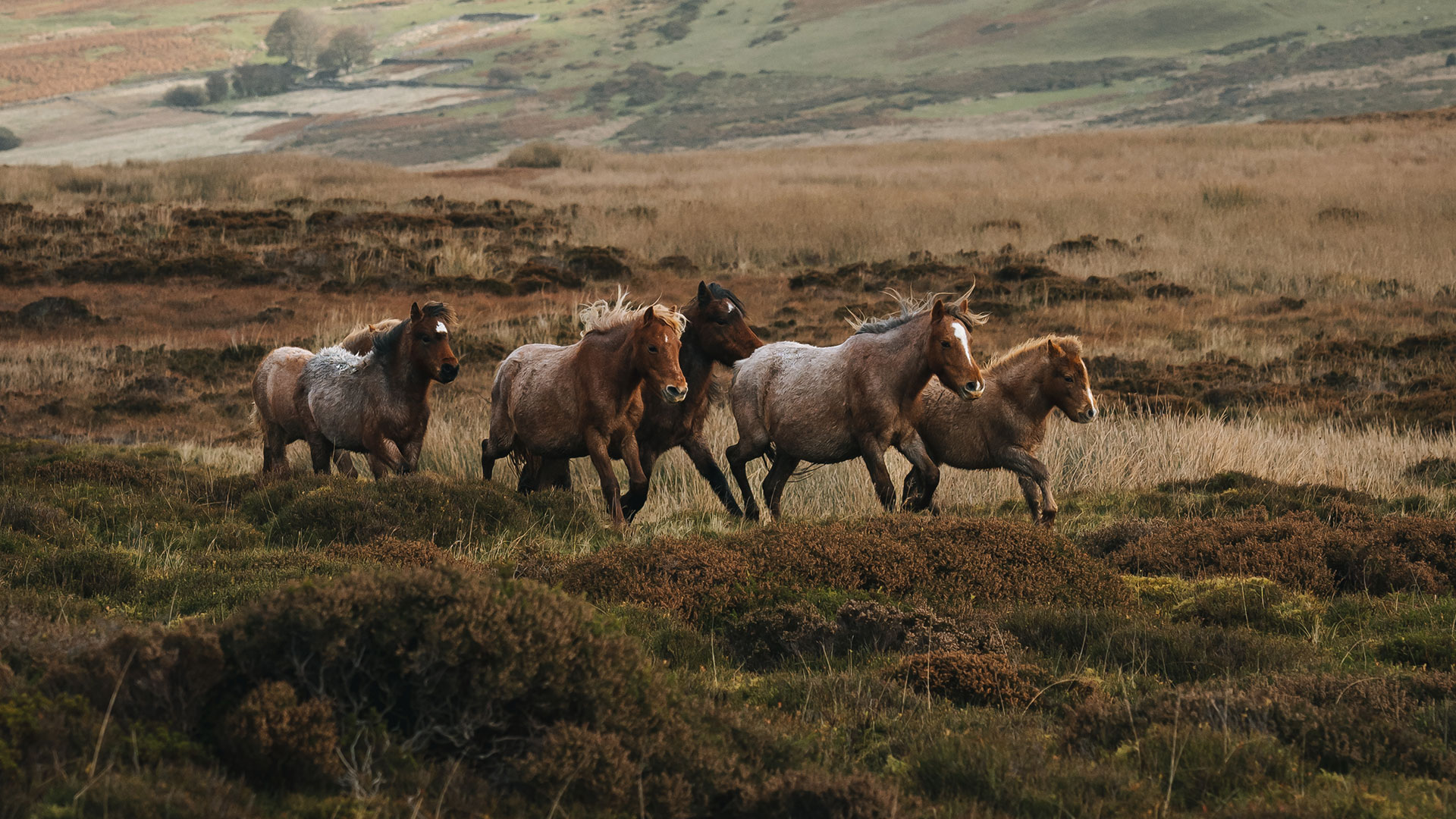 Small group of Carneddau mountain ponies during the annual gathering