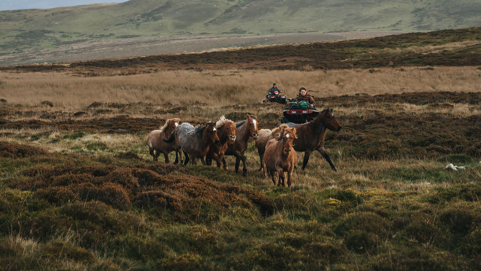 small group of Carneddau Mountain ponies during the annual gathering