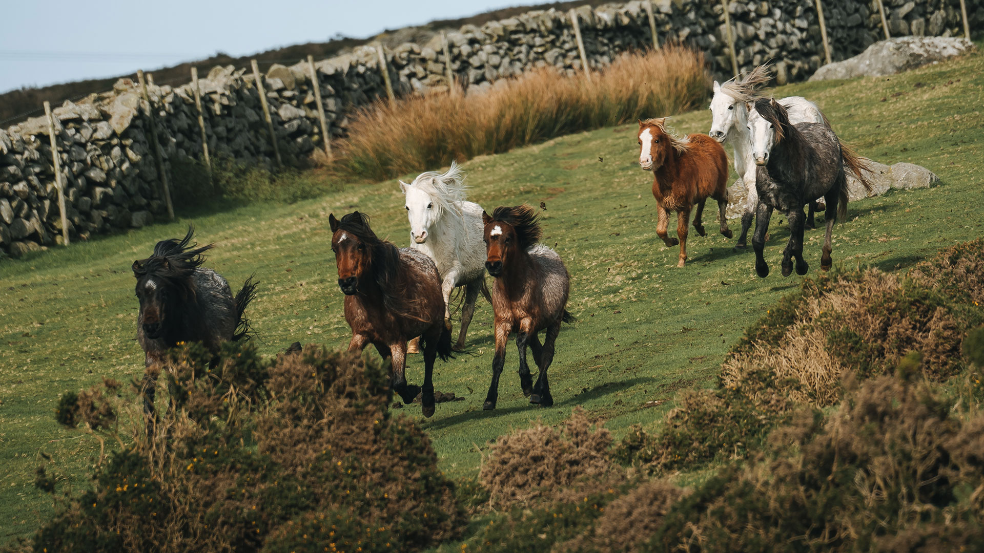 Carneddau Mountain Ponies galloping through a field