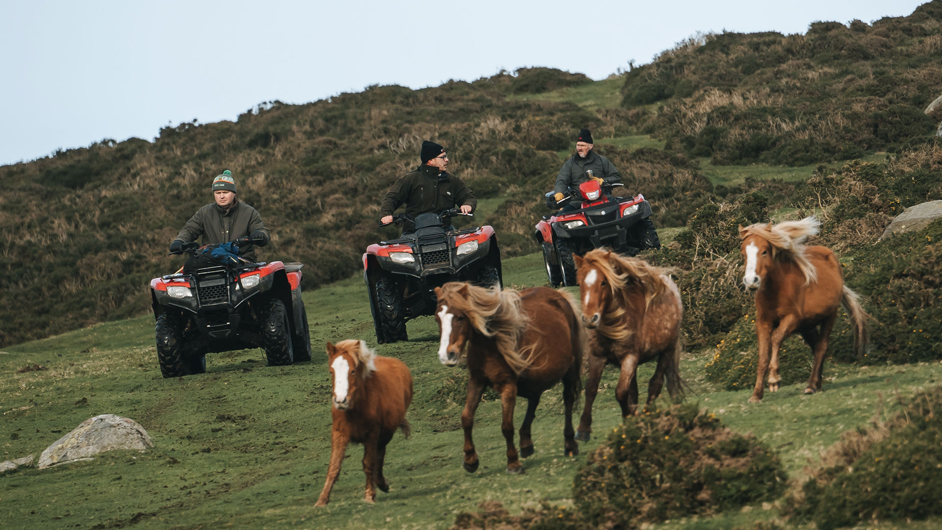 Farmers driving a small group of Carneddau Mountain Ponies
