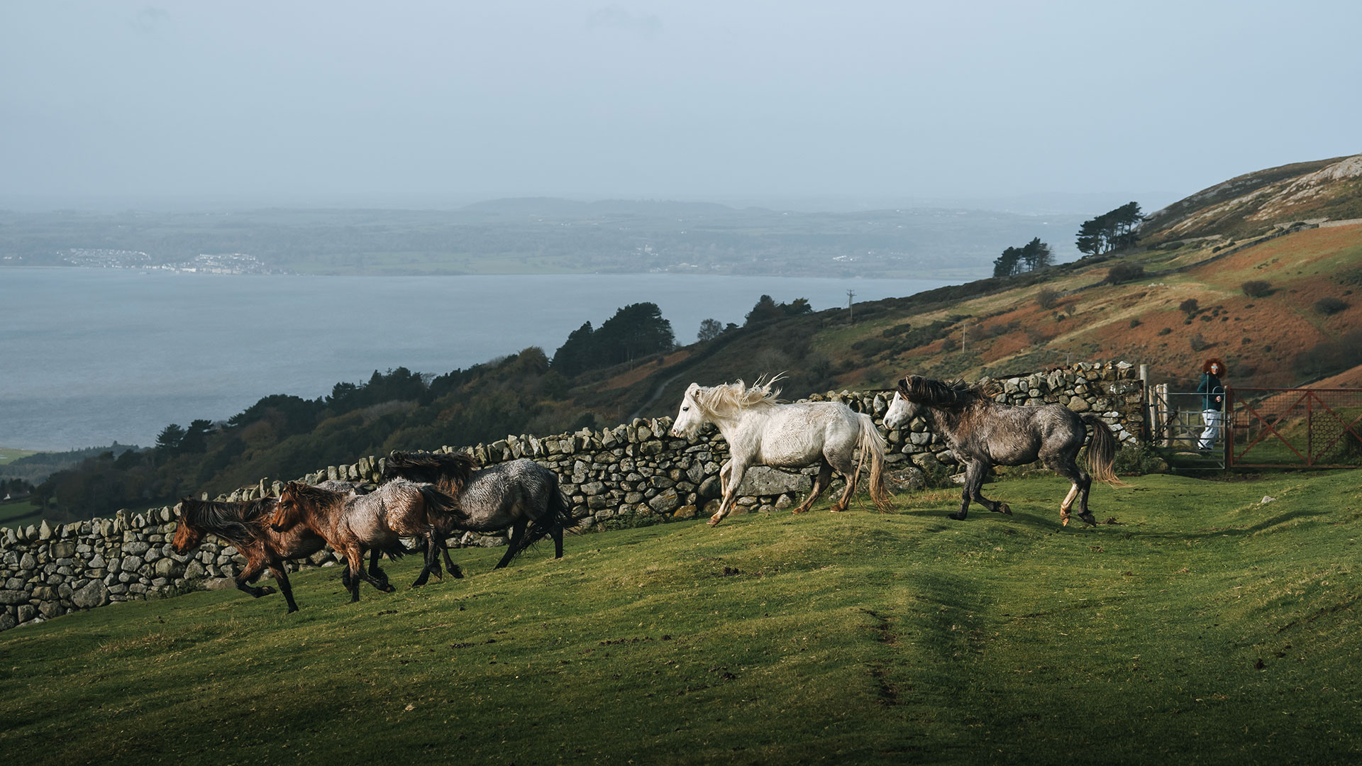 small group of Carneddau Mountain Ponies galloping through a field