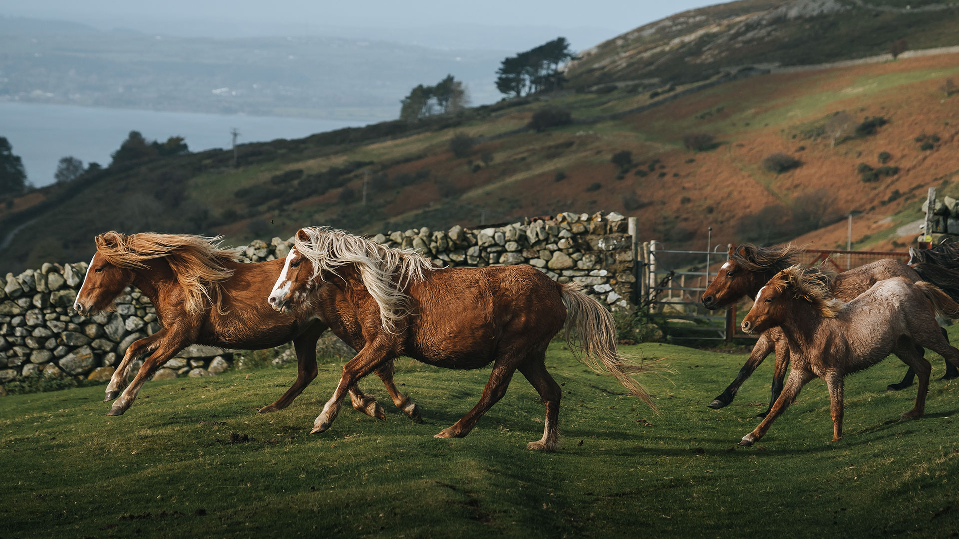 Carneddau Mountain ponies galloping through a field