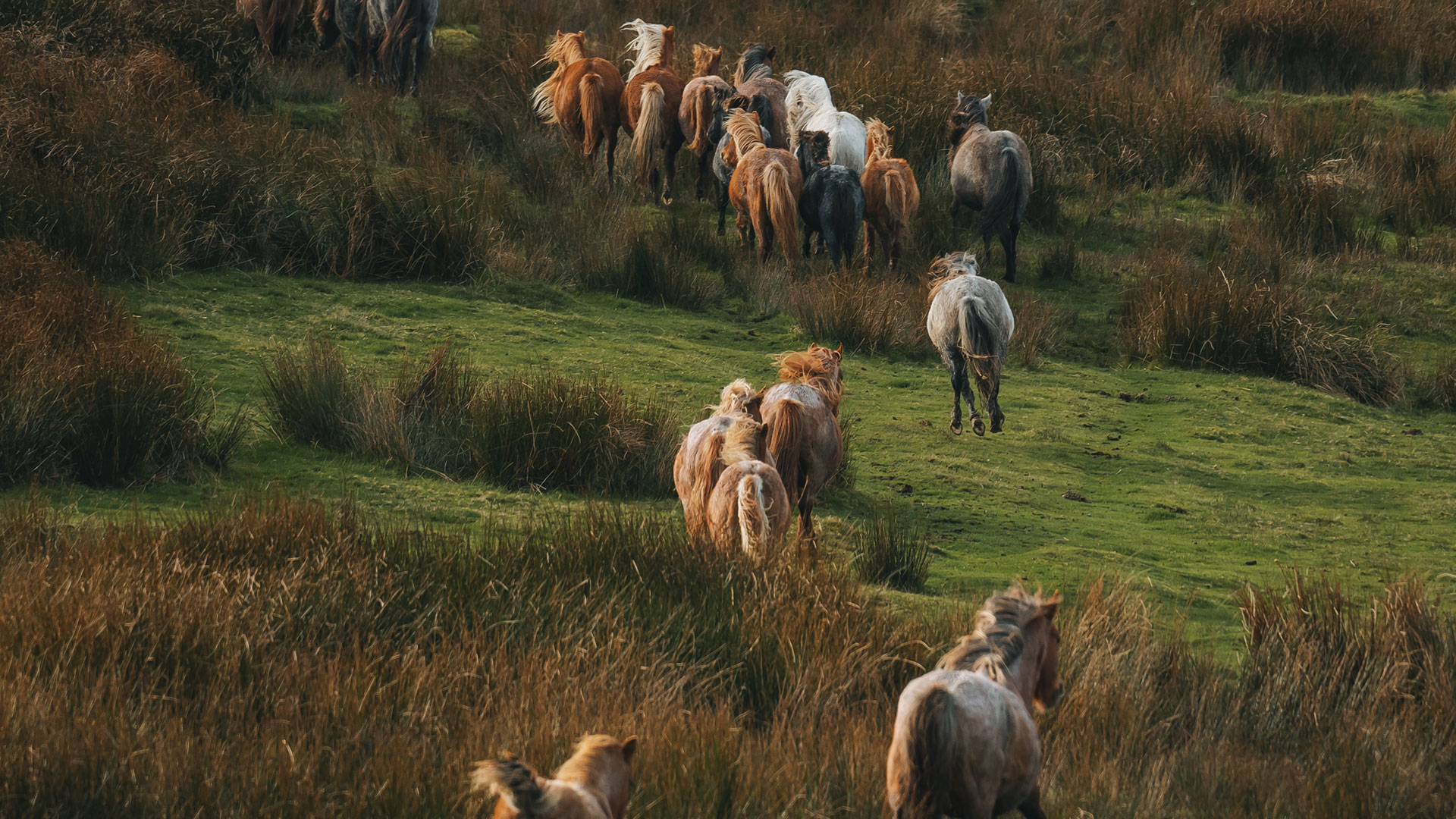 Carneddau Mountain Ponies being herded down from the mountain for their annual vet check and inspection