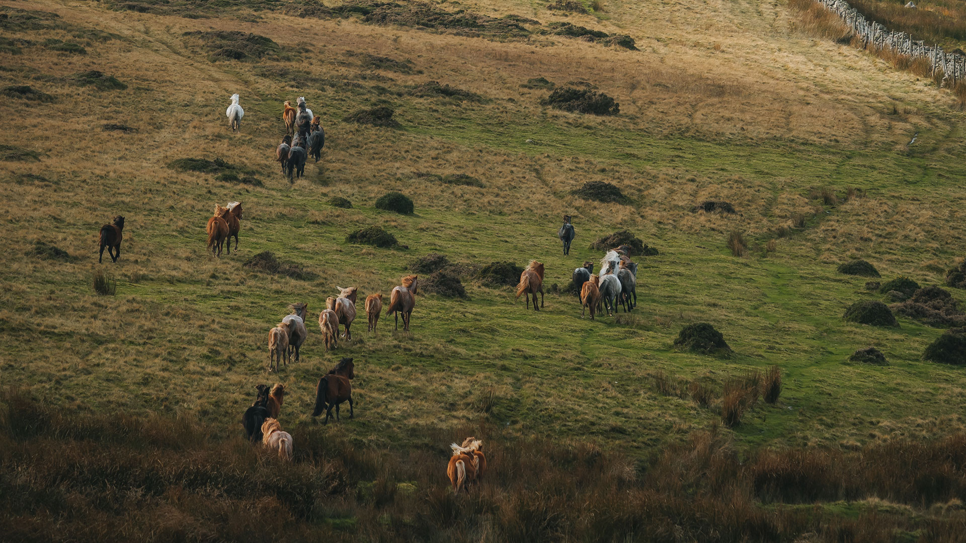 ariel view of Carneddau Mountain Ponies during the annual gathering